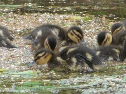 Enten Familie